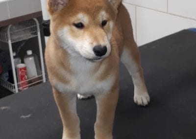 Shiba